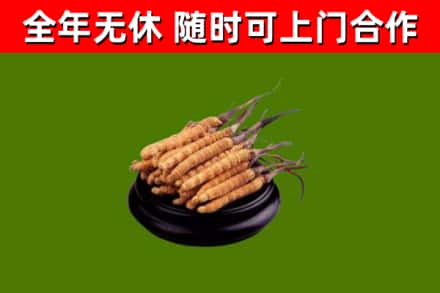 渝水区烟酒回收冬虫夏草.jpg